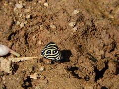 Catagramma pyracmon