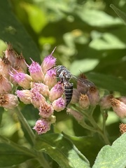 Coelioxys octodentatus