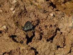Catagramma pyracmon