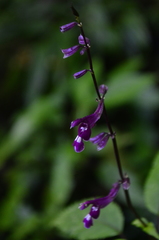 Salvia simulans