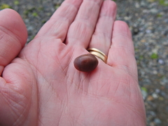 Littorina obtusata