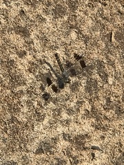 Brachythemis impartita