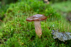 Lactarius picinus