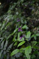 Salvia simulans