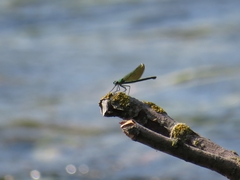 Calopteryx splendens