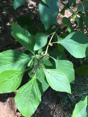Amerikanische Schönfrucht (Callicarpa americana): Herkunft und Verwendung — Foto 2