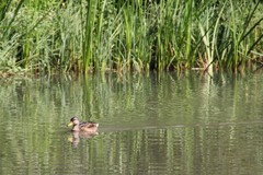 Anas platyrhynchos