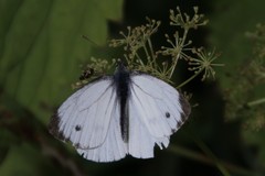Pieris napi