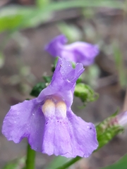 Mimulus ringens