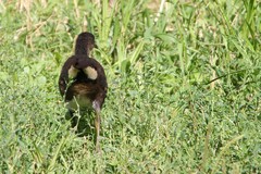 Gallinula chloropus