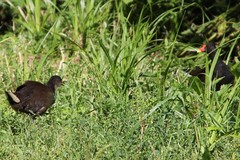 Gallinula chloropus