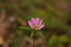 Sabatia capitata