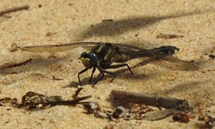 Gomphurus fraternus