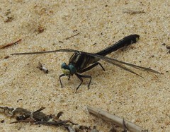 Gomphurus fraternus