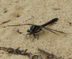 Gomphurus fraternus