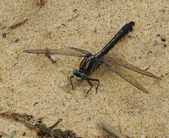Gomphurus fraternus
