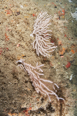 Eunicella verrucosa