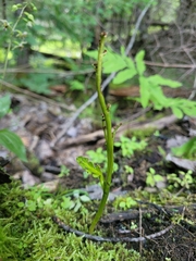 Botrychium tenebrosum