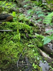 Botrychium tenebrosum