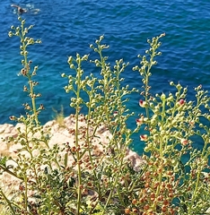 Scrophularia heterophylla