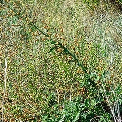 Scrophularia heterophylla
