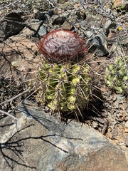 Melocactus