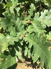 Quercus frainetto