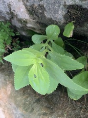Erythranthe verbenacea