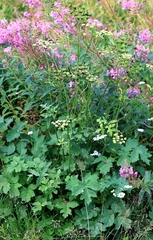 Heracleum sphondylium sibiricum