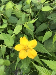 Kerria japonica