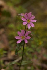 Sabatia capitata