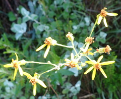 Senecio crenatus