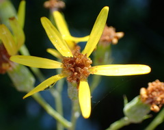 Senecio crenatus