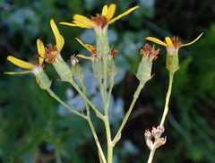 Senecio crenatus