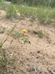 Kallstroemia grandiflora