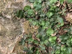 Lunularia