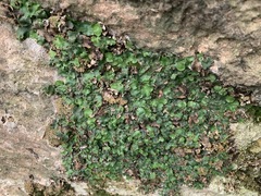 Lunularia