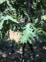 Quercus frainetto