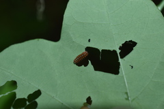 Disonycha discoidea