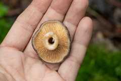 Lactarius picinus