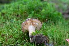 Lactarius picinus