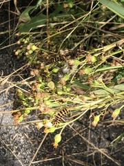 Tyria jacobaeae