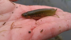 Fundulus chrysotus