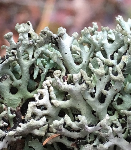 Powder-headed Tube Lichen