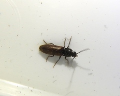 Hemicrepidius pallidipennis