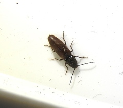 Hemicrepidius pallidipennis