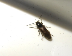 Hemicrepidius pallidipennis