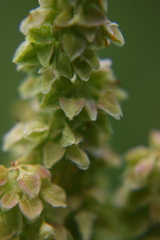 Rumex utahensis