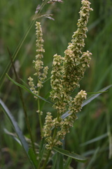 Rumex utahensis