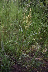 Rumex utahensis